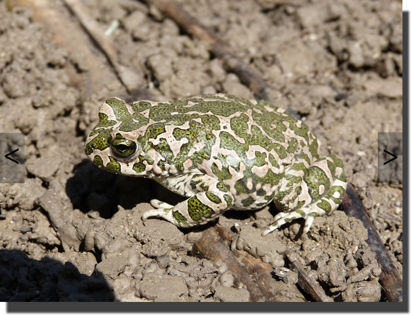 Bufo viridis